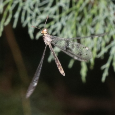 Myrmeleontidae (family) (Unidentified Antlion Lacewing) at Guerilla Bay, NSW - 26 Feb 2019 by jb2602