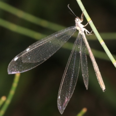 Unidentified Other primitive insect at Broulee, NSW - 27 Feb 2019 by jbromilow50