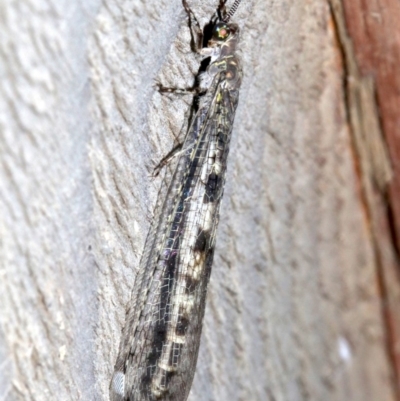 MYRMELEONTIDAE at Rosedale, NSW - 27 Feb 2019 by jbromilow50