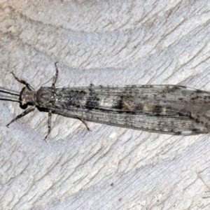 Bandidus sp. (genus) at Rosedale, NSW - 27 Feb 2019 10:27 PM