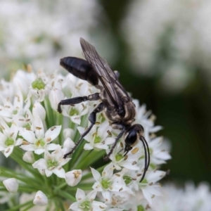 Sphex sp. (genus) at Murrumbateman, NSW - 5 Mar 2019