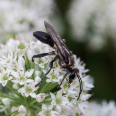 Sphex sp. (genus) (Unidentified Sphex digger wasp) at Murrumbateman, NSW - 4 Mar 2019 by SallyandPeter