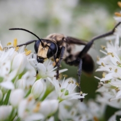 Sphex sp. (genus) at Murrumbateman, NSW - 5 Mar 2019