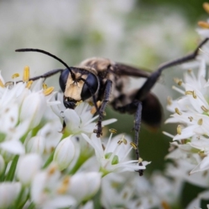 Sphex sp. (genus) at Murrumbateman, NSW - 5 Mar 2019