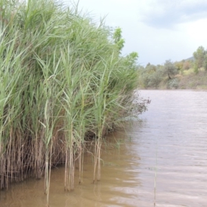 Phragmites australis at Tuggeranong DC, ACT - 3 Feb 2019 08:06 PM