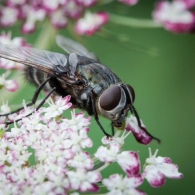 Rutilia (Donovanius) sp. (genus & subgenus) (A Bristle Fly) at Murrumbateman, NSW - 4 Mar 2019 by SallyandPeter