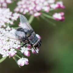 Rutilia (Donovanius) sp. (genus & subgenus) at Murrumbateman, NSW - 5 Mar 2019