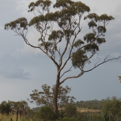 Eucalyptus melliodora (Yellow Box) at Gigerline Nature Reserve - 3 Feb 2019 by michaelb