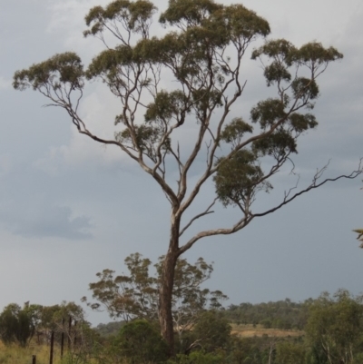 Eucalyptus melliodora (Yellow Box) at Tuggeranong DC, ACT - 3 Feb 2019 by michaelb