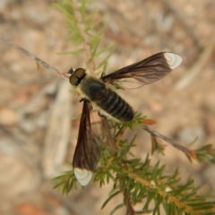 Comptosia sp. (genus) (Unidentified Comptosia bee fly) at Aranda, ACT - 4 Mar 2019 by CathB