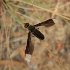 Comptosia sp. (genus) at Aranda, ACT - 5 Mar 2019 08:32 AM