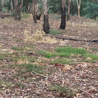 Polytelis swainsonii (Superb Parrot) at Hughes Garran Woodland - 4 Mar 2019 by ruthkerruish