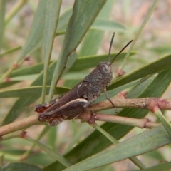 Cirphula pyrrhocnemis (Variable Cirphula) at Aranda Bushland - 4 Mar 2019 by CathB