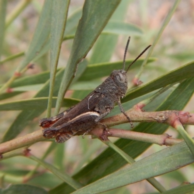 Cirphula pyrrhocnemis (Variable Cirphula) at Dunlop, ACT - 4 Mar 2019 by CathB