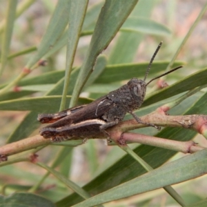 Cirphula pyrrhocnemis at Dunlop, ACT - 5 Mar 2019 08:52 AM