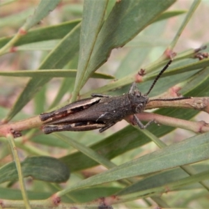 Cirphula pyrrhocnemis at Dunlop, ACT - 5 Mar 2019 08:52 AM