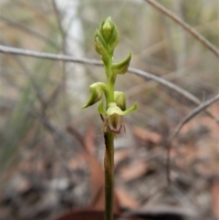 Corunastylis cornuta (Horned Midge Orchid) at Aranda Bushland - 4 Mar 2019 by CathB