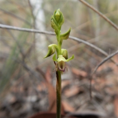 Corunastylis cornuta (Horned Midge Orchid) at Aranda, ACT - 5 Mar 2019 by CathB