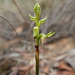 Corunastylis cornuta at Aranda, ACT - suppressed