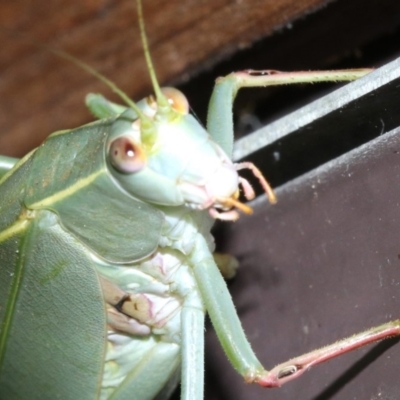 Caedicia simplex (Common Garden Katydid) at Rosedale, NSW - 25 Feb 2019 by jb2602