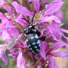 Thyreus caeruleopunctatus (Chequered cuckoo bee) at ANBG - 4 Mar 2019 by Christine