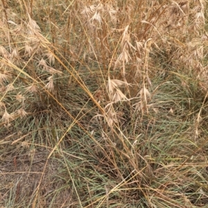 Themeda triandra at Melba, ACT - 5 Mar 2019