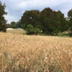 Themeda triandra at Melba, ACT - 5 Mar 2019