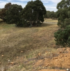 Themeda triandra at Melba, ACT - 5 Mar 2019