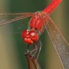 Diplacodes haematodes (Scarlet Percher) at Molonglo Valley, ACT - 4 Mar 2019 by TimL