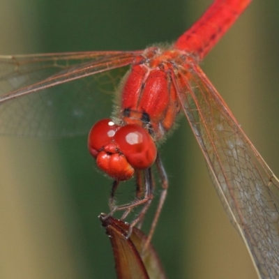 Diplacodes haematodes (Scarlet Percher) at Molonglo Valley, ACT - 4 Mar 2019 by TimL