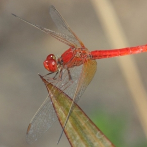 Diplacodes haematodes at Molonglo Valley, ACT - 4 Mar 2019