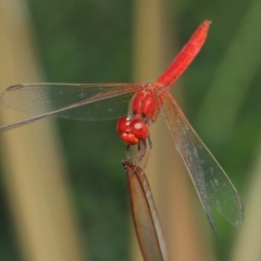 Diplacodes haematodes at Molonglo Valley, ACT - 4 Mar 2019 02:18 PM