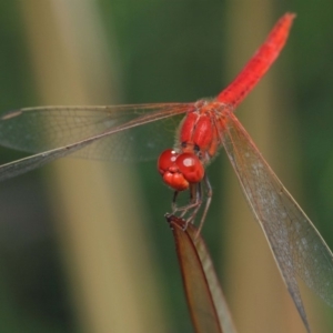 Diplacodes haematodes at Molonglo Valley, ACT - 4 Mar 2019