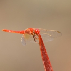 Diplacodes haematodes (Scarlet Percher) at Molonglo Valley, ACT - 4 Mar 2019 by TimL