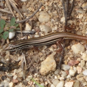 Ctenotus taeniolatus at Acton, ACT - 4 Mar 2019 11:59 AM