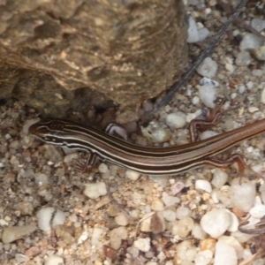 Ctenotus taeniolatus at Acton, ACT - 4 Mar 2019