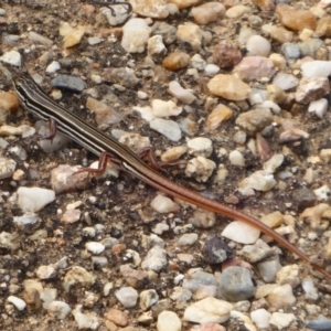 Ctenotus taeniolatus at Acton, ACT - 4 Mar 2019