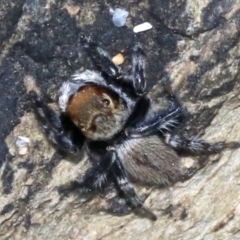 Maratus griseus (Jumping spider) at Rosedale, NSW - 25 Feb 2019 by jbromilow50