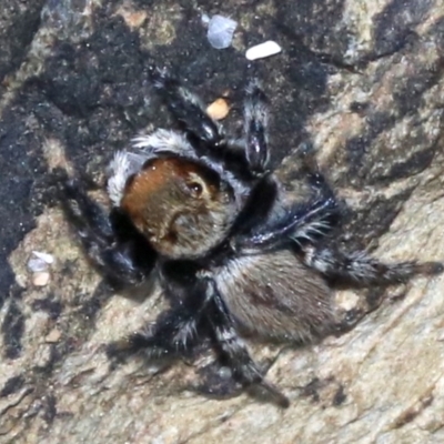 Maratus griseus (Jumping spider) at Rosedale, NSW - 25 Feb 2019 by jb2602