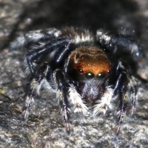 Maratus griseus at Rosedale, NSW - 25 Feb 2019 05:16 PM