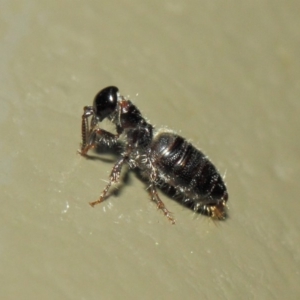 Tiphiidae (family) at Acton, ACT - 3 Mar 2019