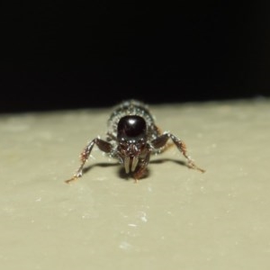 Tiphiidae (family) at Acton, ACT - 3 Mar 2019