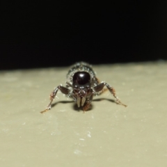 Tiphiidae sp. (family) at Acton, ACT - 3 Mar 2019