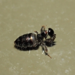 Tiphiidae sp. (family) at Acton, ACT - 3 Mar 2019