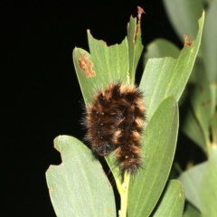 Anthela repleta at Broulee, NSW - 27 Feb 2019 08:30 PM