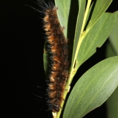 Anthela repleta at Broulee, NSW - 27 Feb 2019 08:30 PM