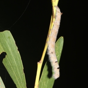 Pararguda nasuta at Broulee, NSW - 27 Feb 2019