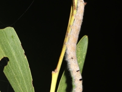 Pararguda nasuta (Wattle Snout Moth) at Broulee, NSW - 27 Feb 2019 by jb2602