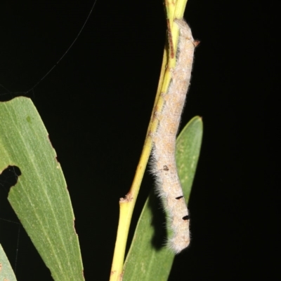 Lasiocampidae (family) immature at Broulee, NSW - 27 Feb 2019 by jb2602