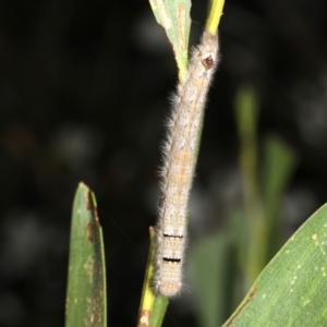 Pararguda nasuta at Broulee, NSW - 27 Feb 2019